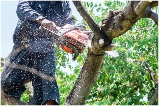 tree services Elm Grove